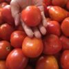 Tomat Merah - Gambar 2
